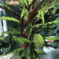 London House Plants coupons and promo codes