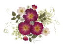 Vermont Pressed Flowers logo